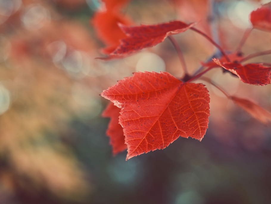 tilt shift photography of a red maple leaf, selective focus photography of red maple leaf HD wallpaper