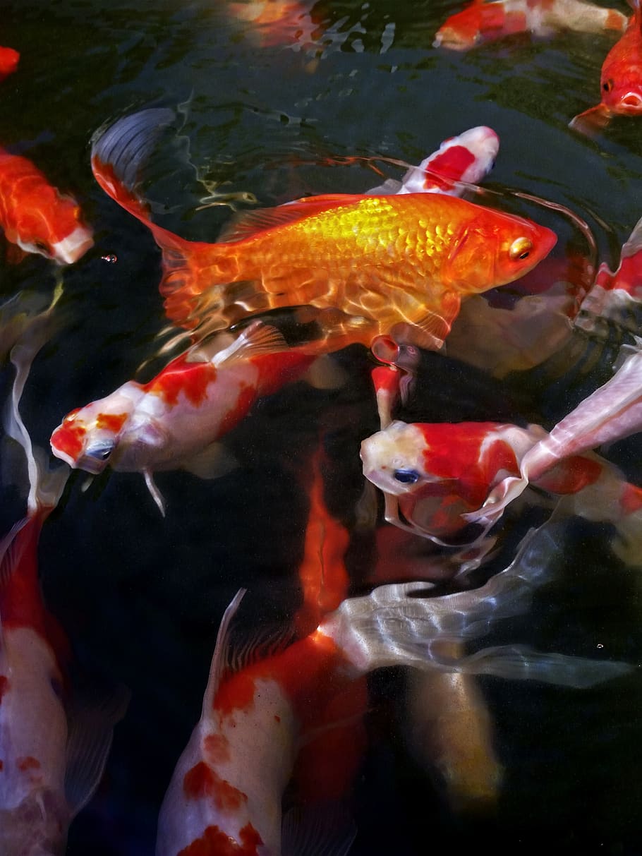koi fish, fish pond, golden, water, swimming, animal, animal themes, HD wallpaper