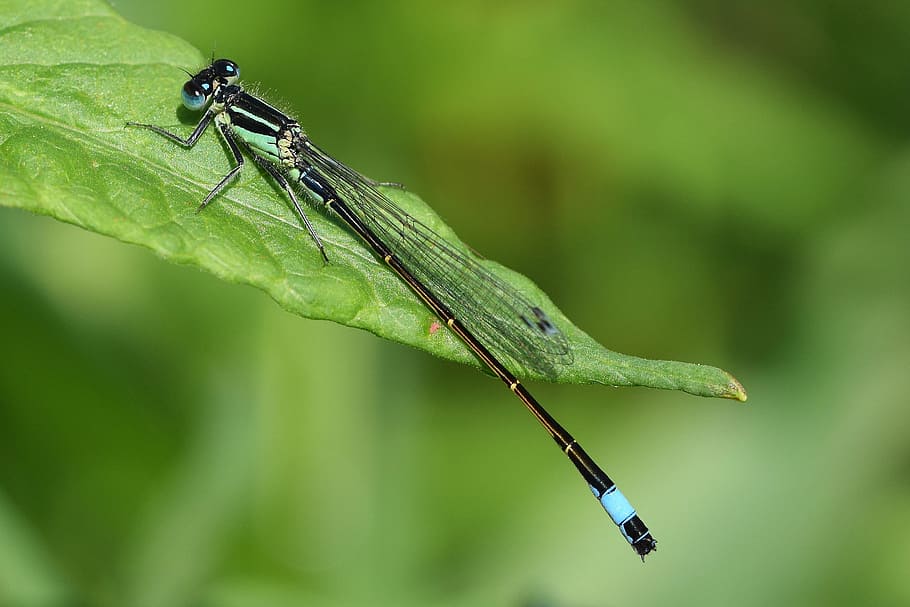 dragonfly, close, macro, wing, insect, flight insect, creature HD wallpaper