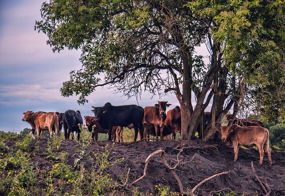 cattle, flock, cows, pasture, agriculture, animals, green, landscape HD wallpaper