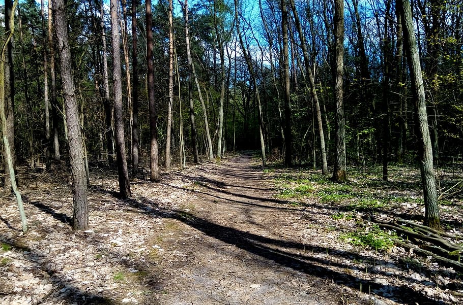 Forest, Path, Tree, Spacer, the path, green, reserve, relaxation HD wallpaper