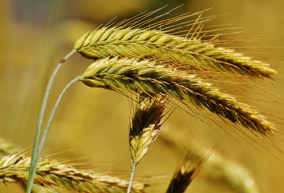 selective focus photo of wheat, grain, cornfield, agriculture HD wallpaper