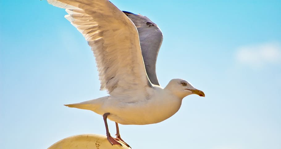 seagull, dom, lake, animal themes, bird, animal wildlife, vertebrate HD wallpaper