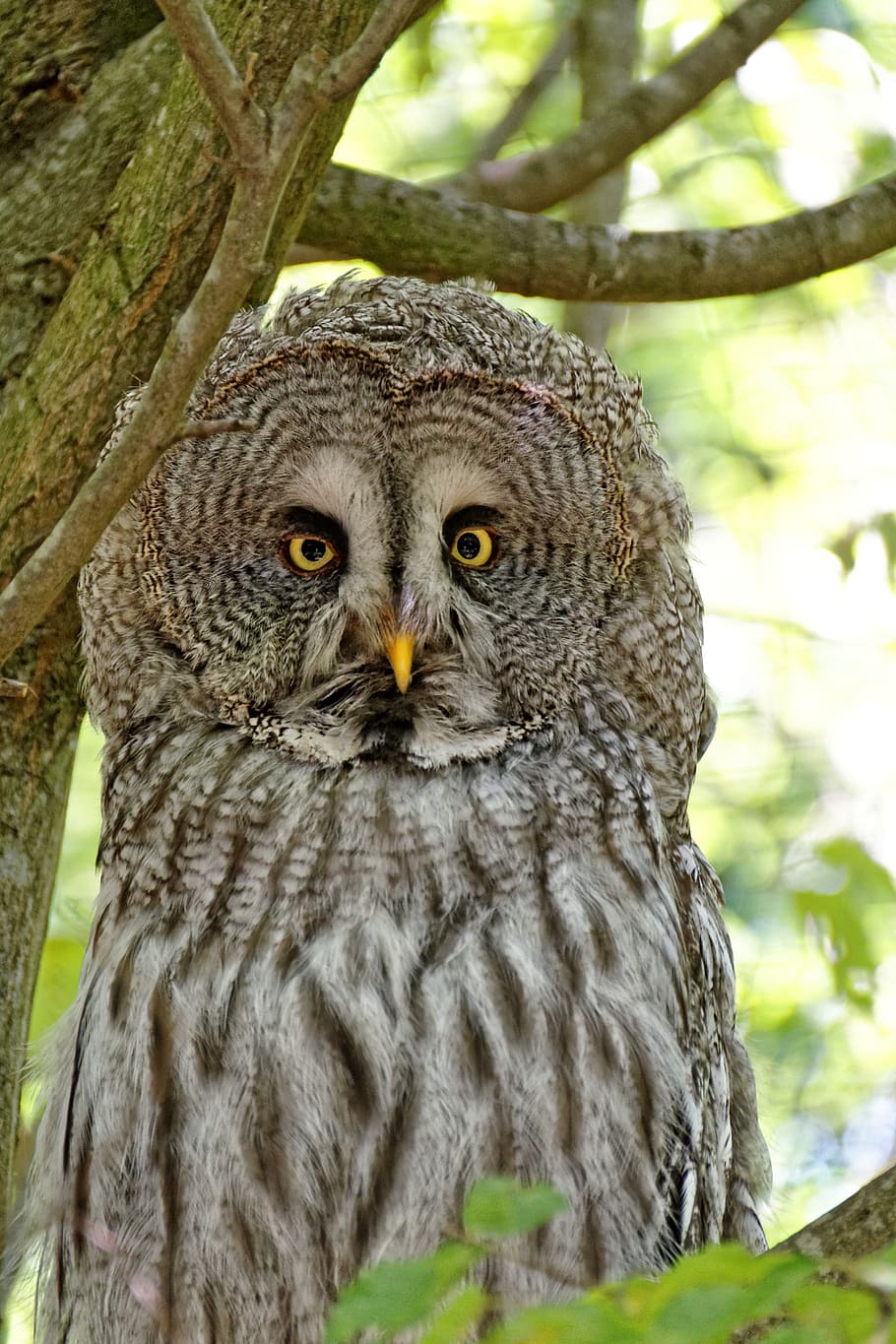 gray owl on tree branch, barn owl, bird, hunter, wild, night fighter HD wallpaper