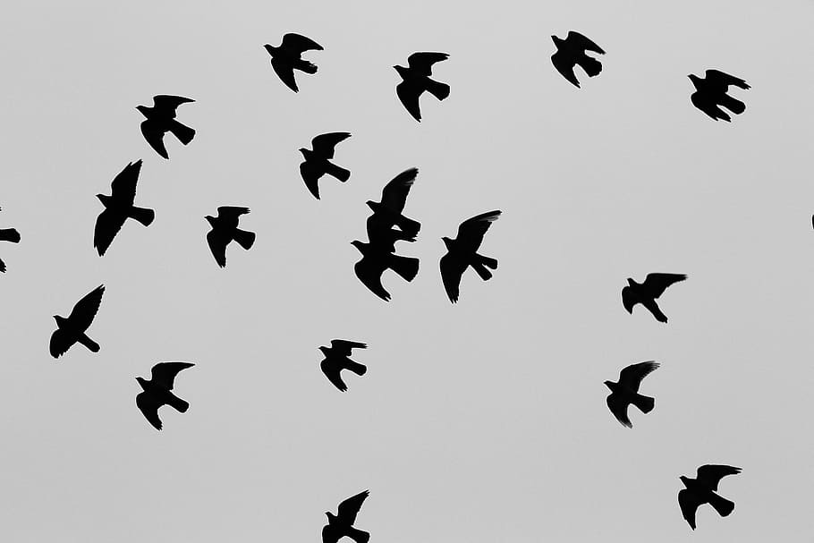 low angle photo of flock of birds flying at daytime, silhouette HD wallpaper
