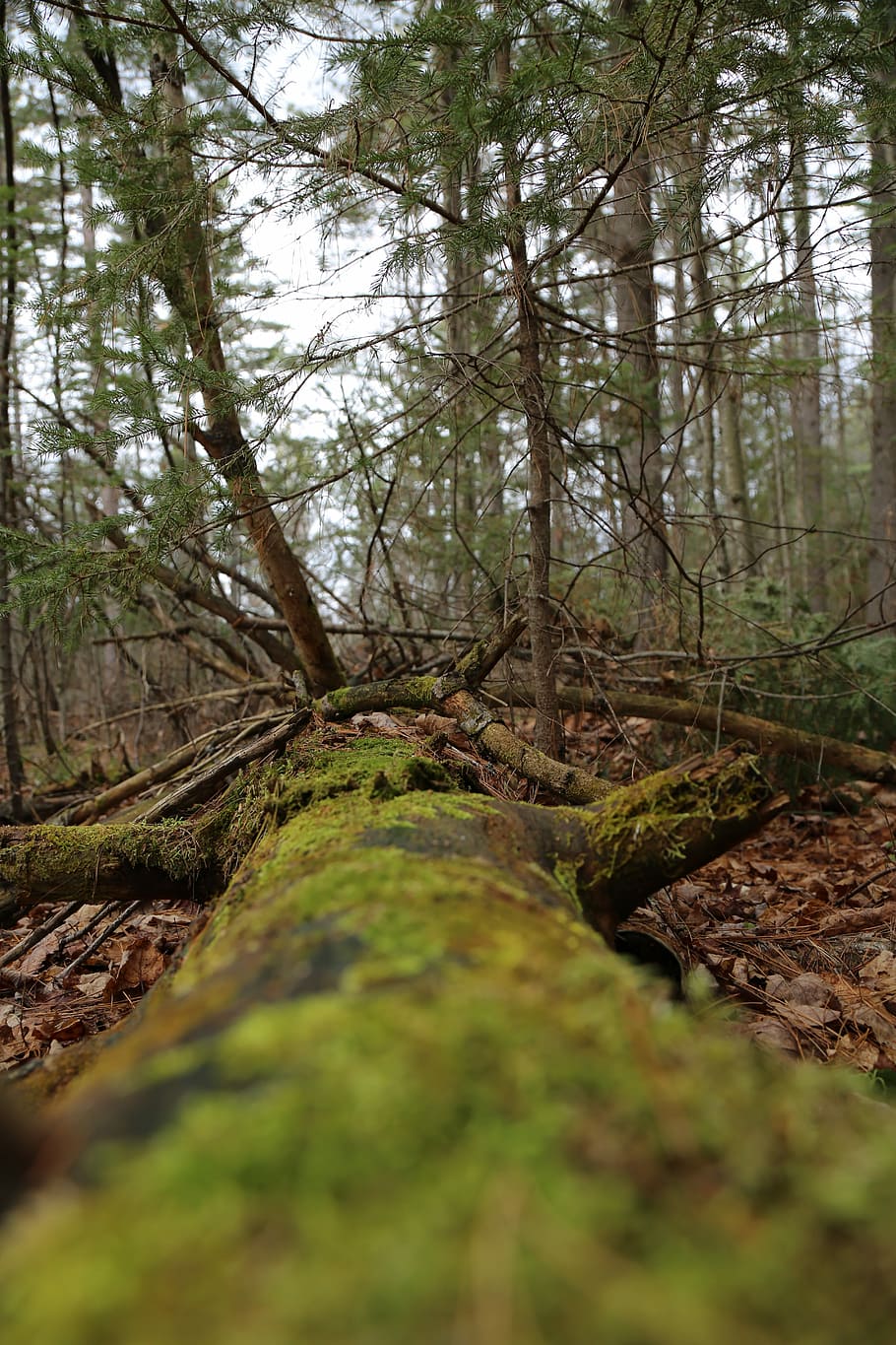 Forest, Trees, Nature, m, green, environment, natural, wood HD wallpaper