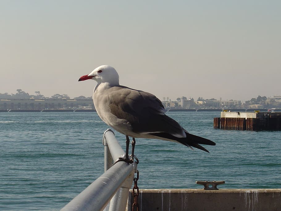 seagull, perched, looking, harbor, bay, wildlife, nature, ocean HD wallpaper