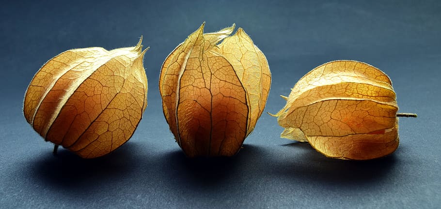 three yellow leaves, physalis, fruit, berry, orange, food, healthy HD wallpaper