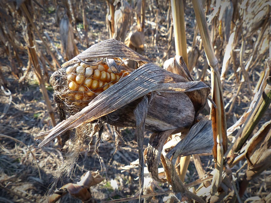 corn, dry, corn on the cob, close, nature, withers, agriculture HD wallpaper