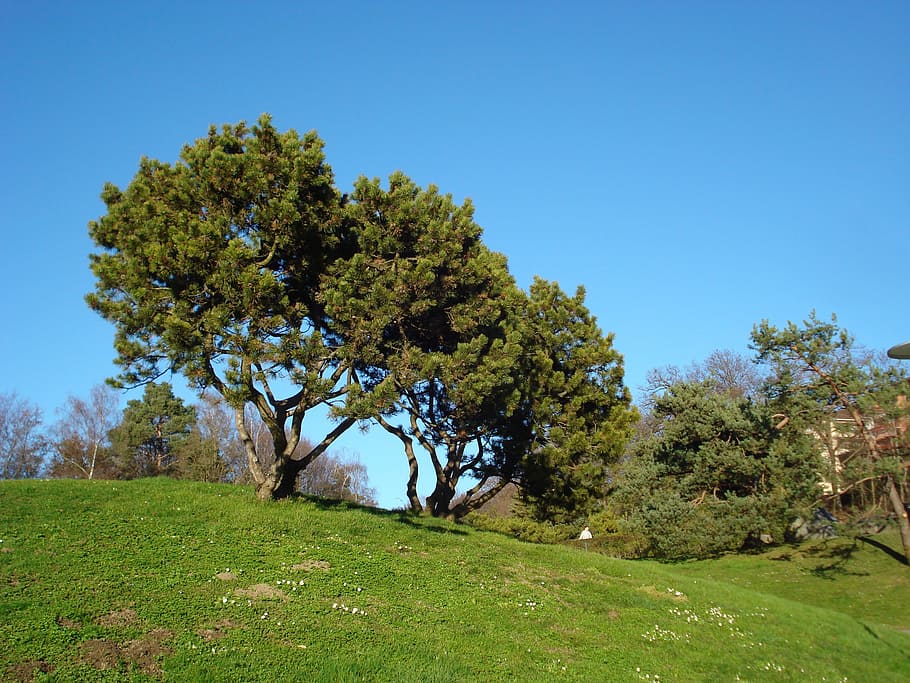 Trees, Nature, Landscape, Turf, green, grass, green Color, outdoors HD wallpaper