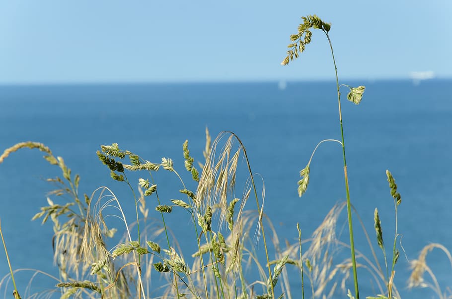 grass, landscape, beach, coast, plant, beauty in nature, growth HD wallpaper