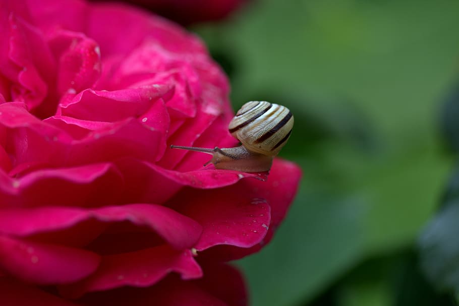 snail, rose, petals, shell, dew, beauty in nature, flower, flowering plant HD wallpaper