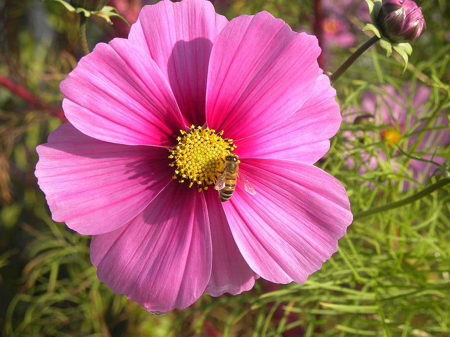 flower, pollen, bee, insect, nature, yellow, spring, petals HD wallpaper