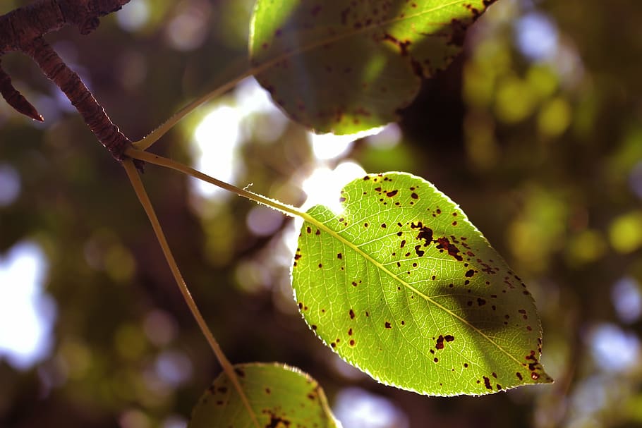 green leaf, pear leaf, spring leaf, close-up, green color, focus on foreground HD wallpaper