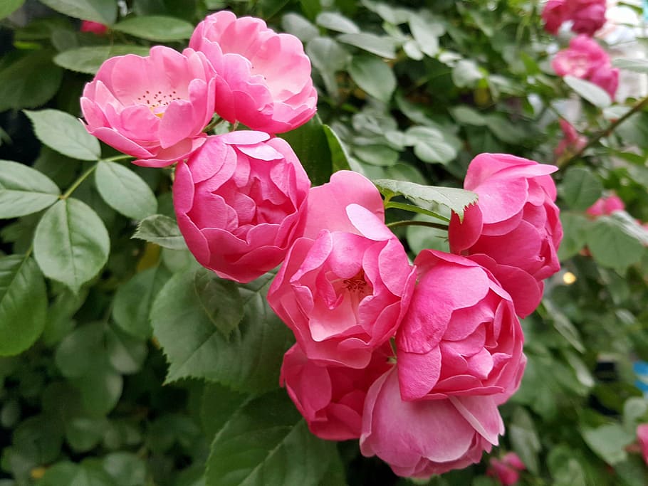 rose, pink, nature, plant, petal, red, flower, rose - Flower HD wallpaper