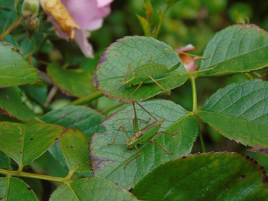nature, grasshopper, camouflage, leaf, plant part, green color HD wallpaper