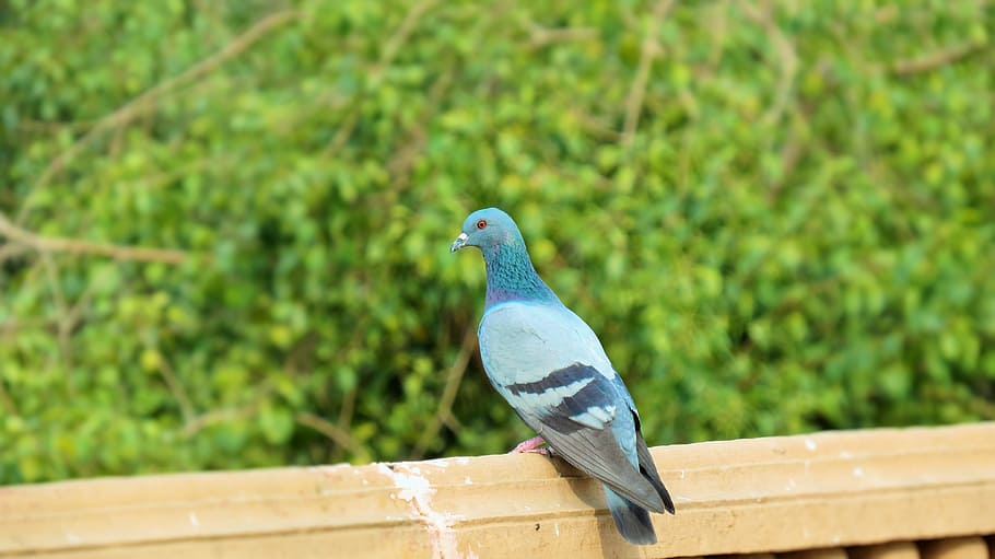 Bird, Pigeon, Peace, Freedom, Wildlife, wildlife sanctuary HD wallpaper