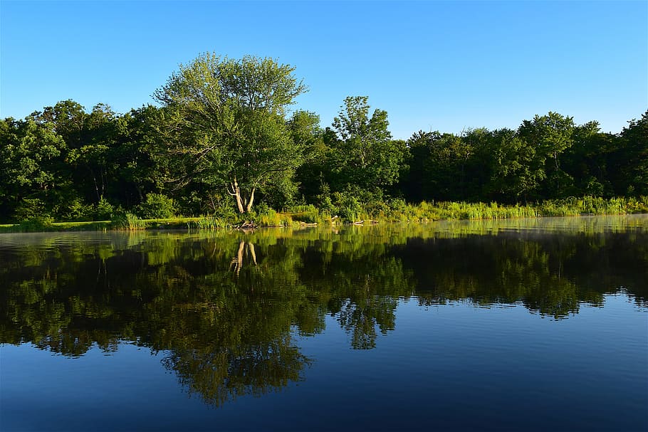 trees, lake, reflection, park, natural, nature, landscape, water HD wallpaper