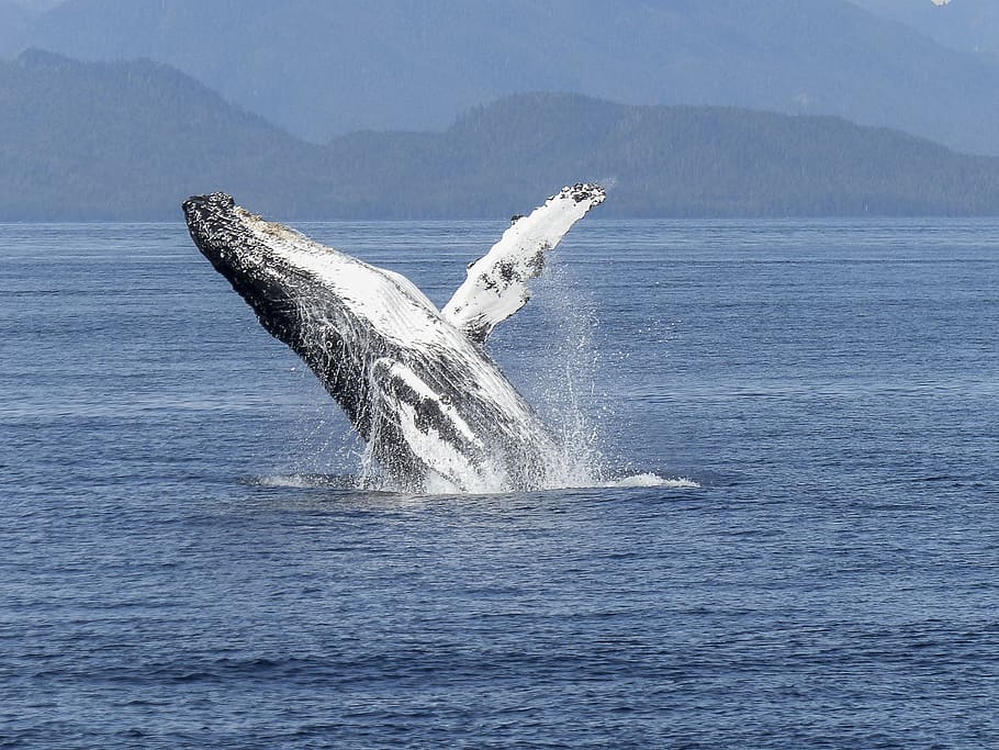 gray whale on body of water at daytime, natural spectacle, nature
