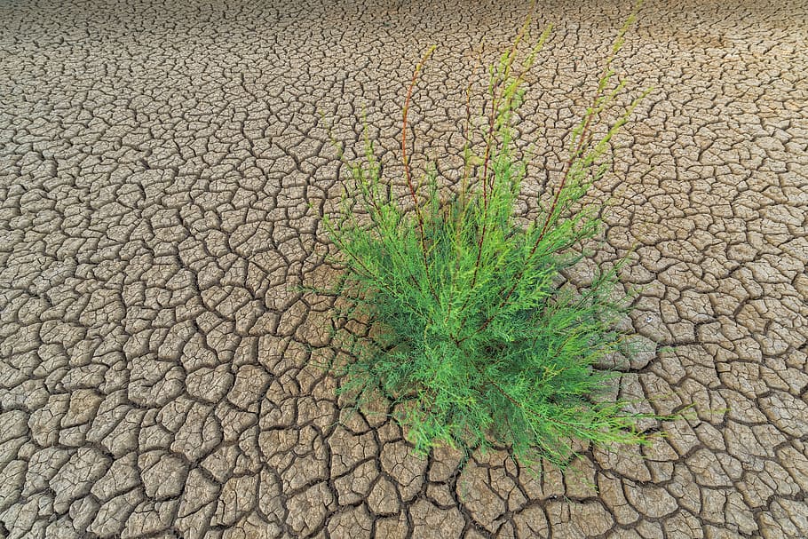 landscape photography of green leafed plant on dried land, earth, HD wallpaper