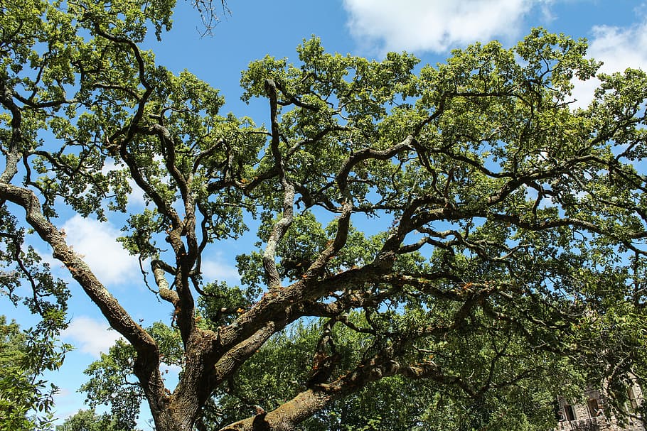 Tree, Nature, Forest, Leaves, trees, summer, leaf, branch, sky HD wallpaper