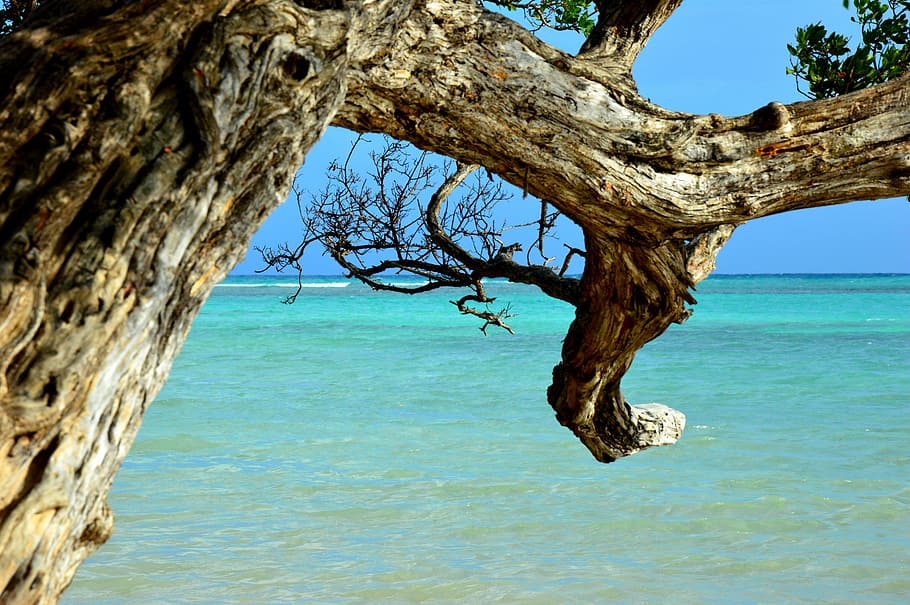 beach, tree, sun, water, sea, sky, horizon over water, trunk HD wallpaper
