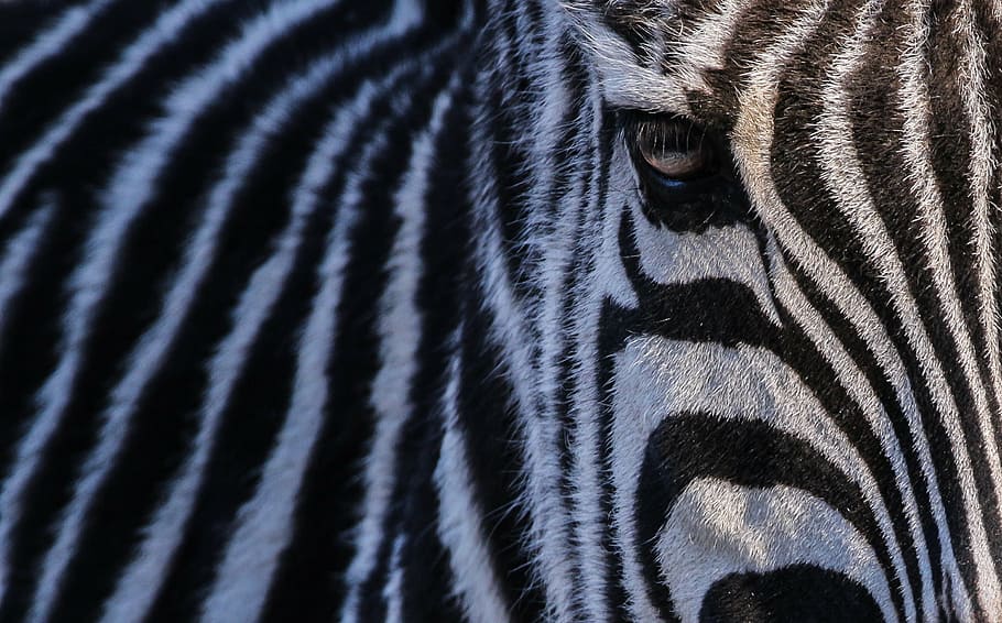 zebra, zoo, nature, head, black and white, africa, striped HD wallpaper