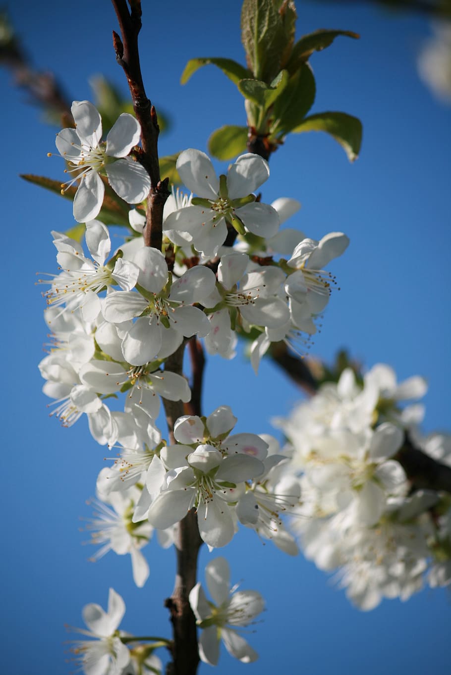 blossom, bloom, apple, spring, blue, sky, plant, flower, flowering plant HD wallpaper