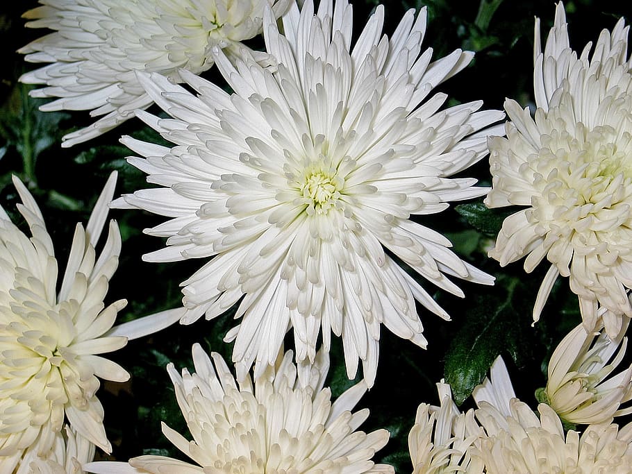 chrysanthemums, asters, flower, impression, white, purity, rest HD wallpaper