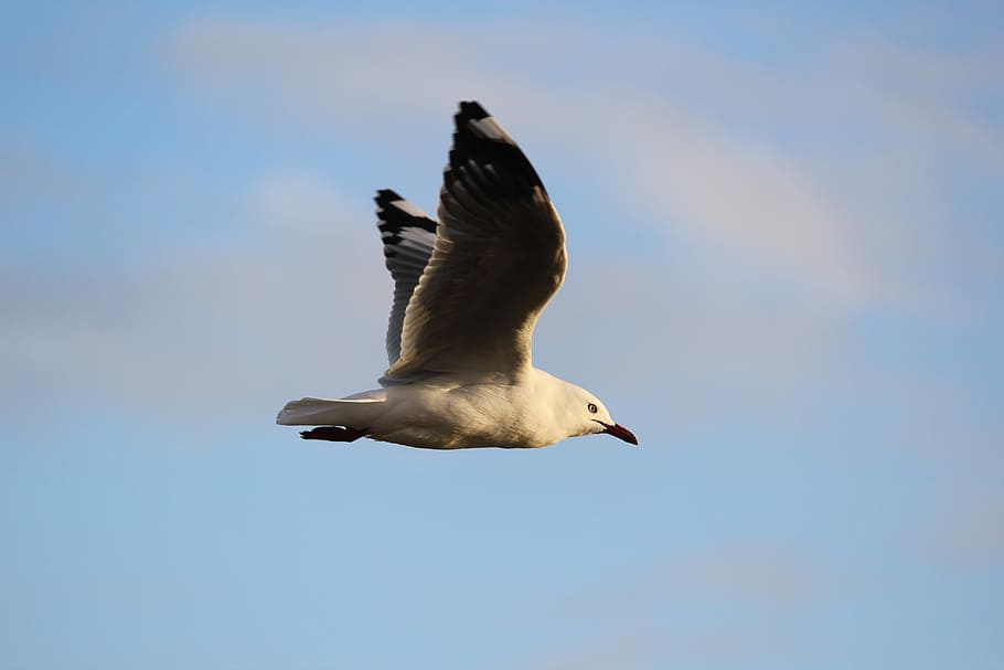 high-speed camera tilt-shift lens photography of white bird in flight, seagull on mid air HD wallpaper