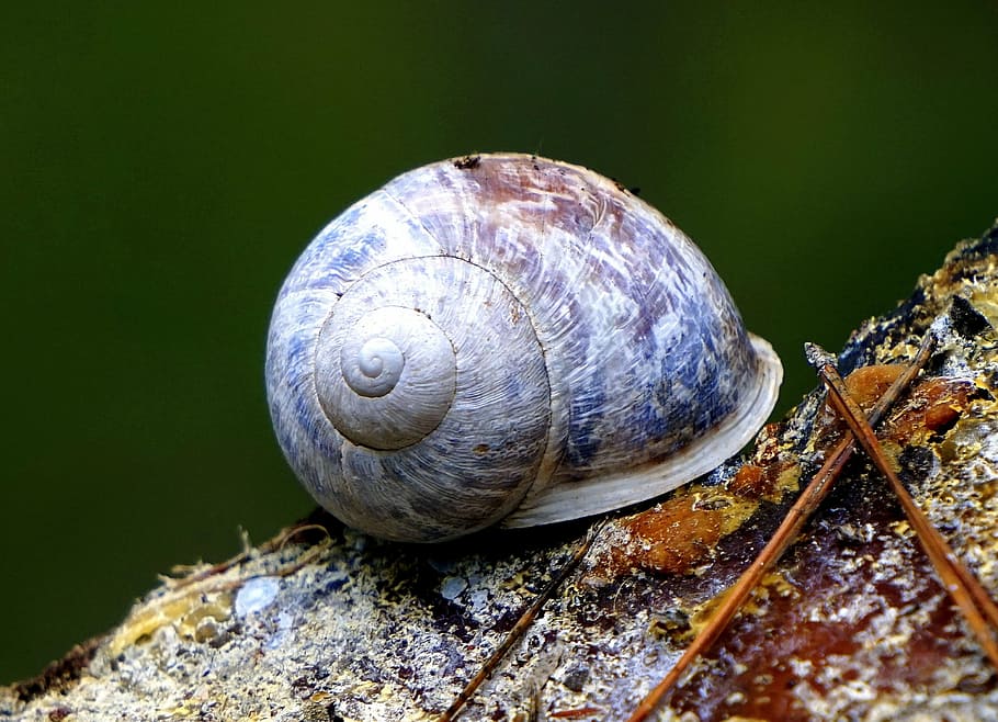 snail, animal, nature, shell, fauna, animal world, animal nature HD wallpaper