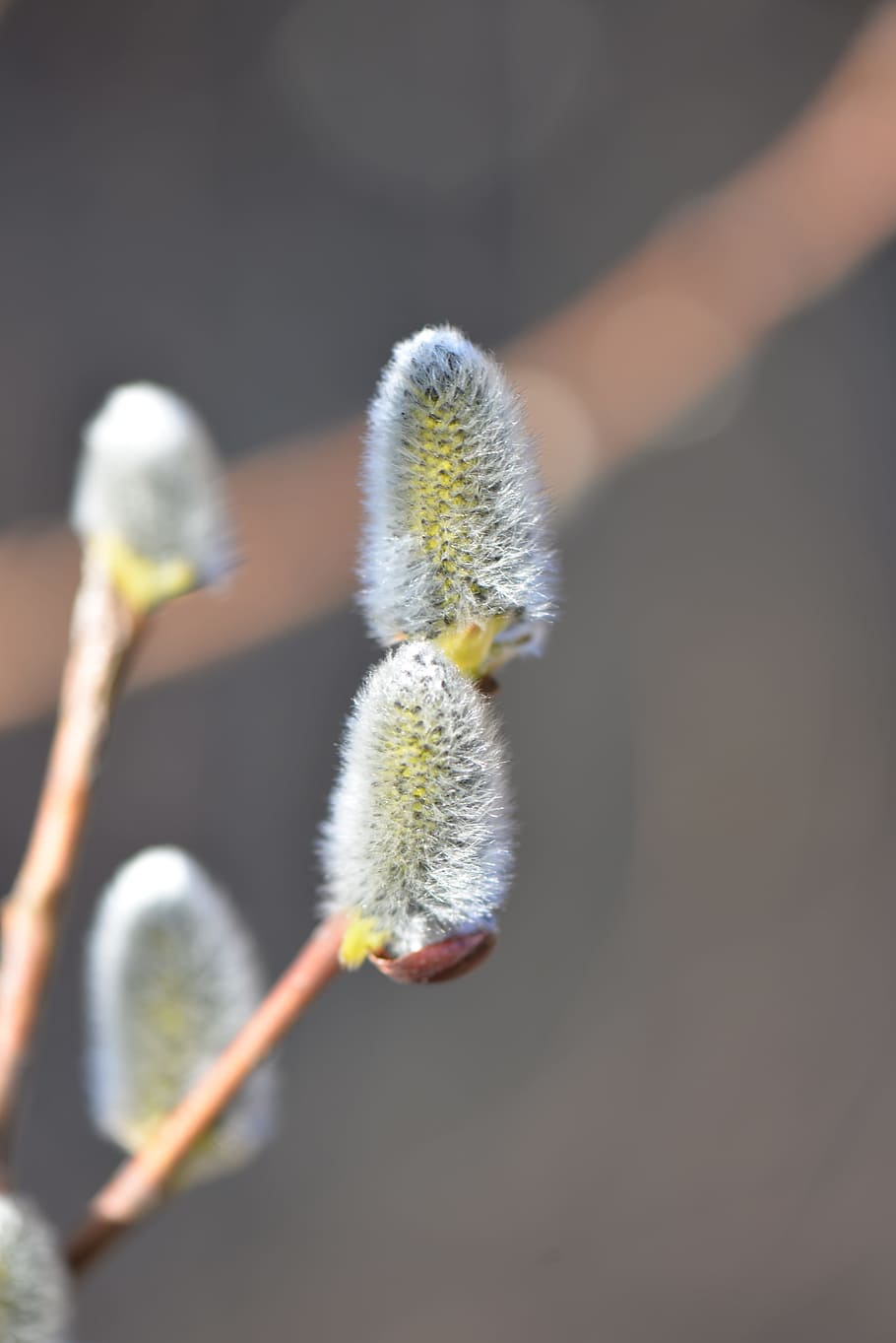 palm kitten, spring, blossomed, close, growth, hand, plant HD wallpaper