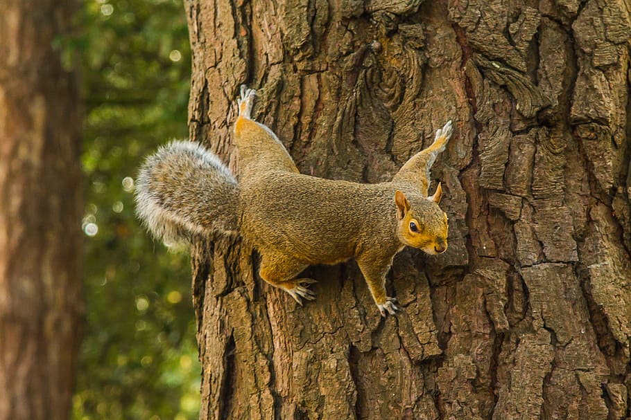 brown squirrel on tree trunk, forest, one animal, animal wildlife HD wallpaper