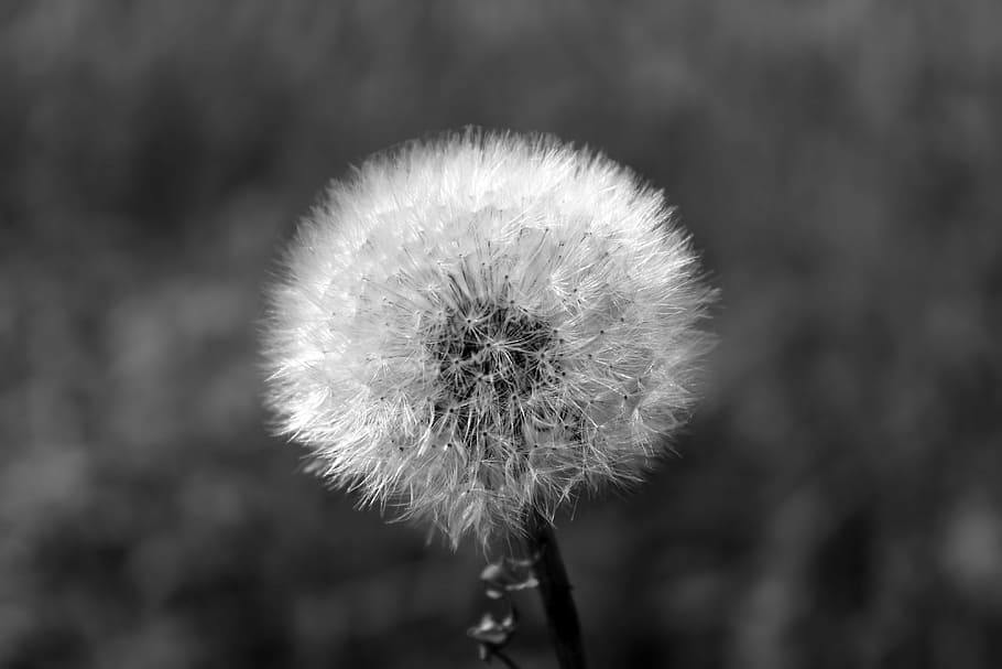 grayscale photography of dandelion flower, fluffy, close, plant HD wallpaper