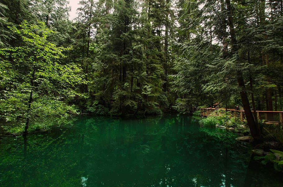 light, landscape, nature, water, daylight, environment, forest HD wallpaper