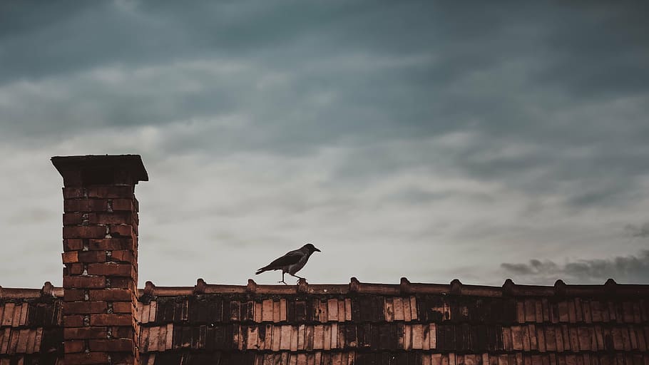 bird, chimney, clouds, crow, roof, sky, cloud - sky, architecture HD wallpaper
