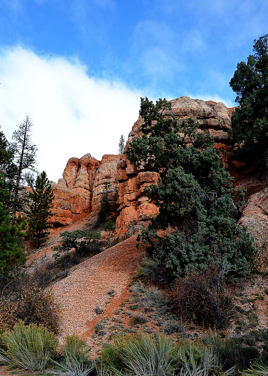 red canyon, rock, landscape, plant, sky, tree, rock formation HD wallpaper