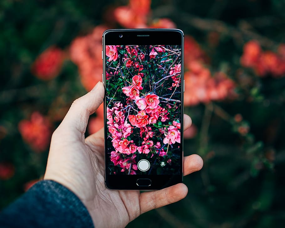 person holding smartphone taking a photo of pink petaled flowers, HD wallpaper