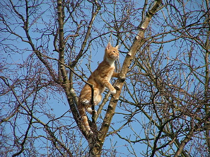 orange tabby cat on tree stem, stuck, ginger, white, domestic HD wallpaper