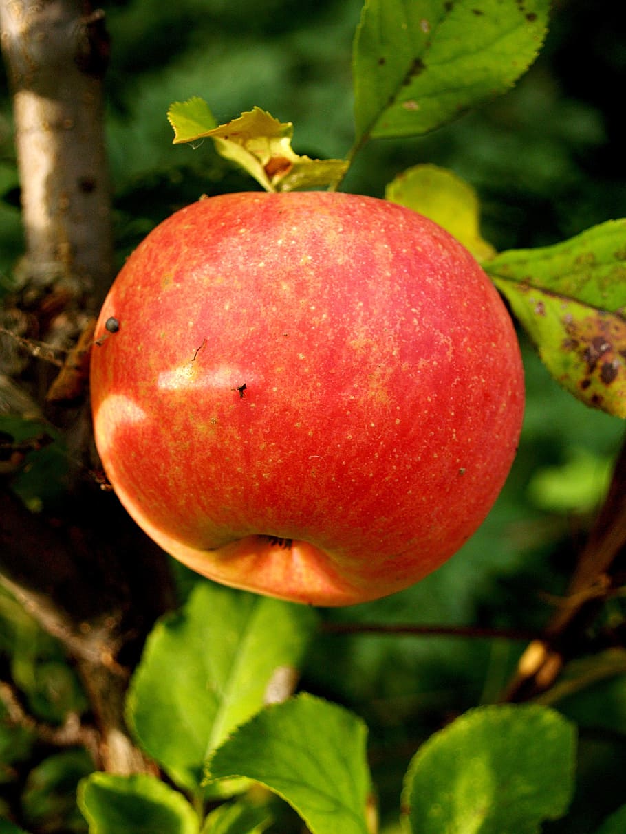 apple, fruit, autumn, sad, fruit tree, healthy eating, food HD wallpaper
