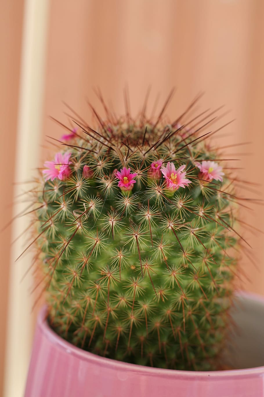 Cactus, Nature, Thorns, growth, barrel cactus, plant, spiked HD wallpaper