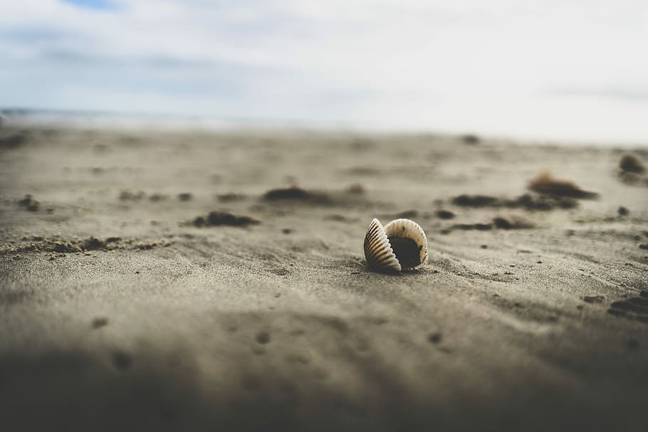 white seashell on beach sand, seashell on seashore, sealife, cloud HD wallpaper