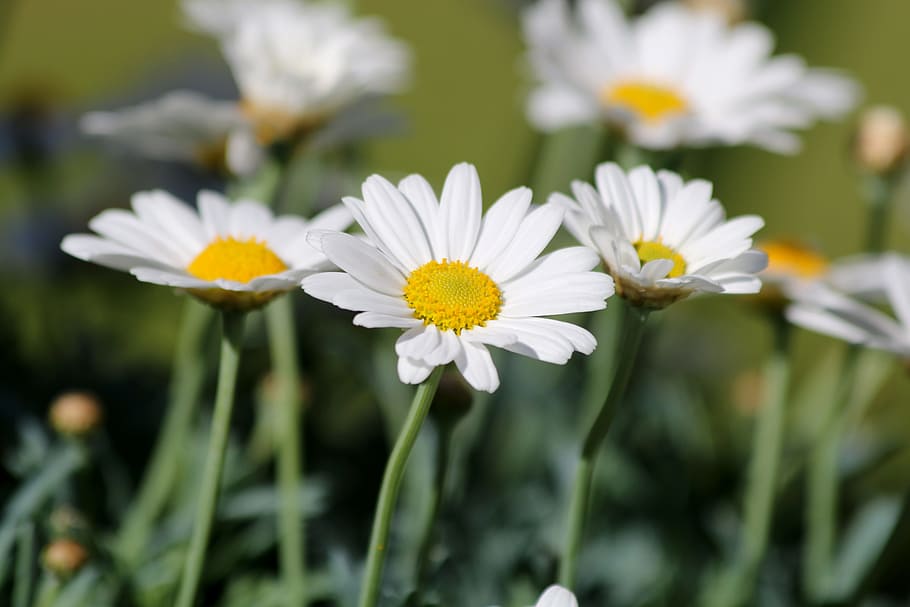 daisy, flower, summer, flowering plant, freshness, vulnerability HD wallpaper