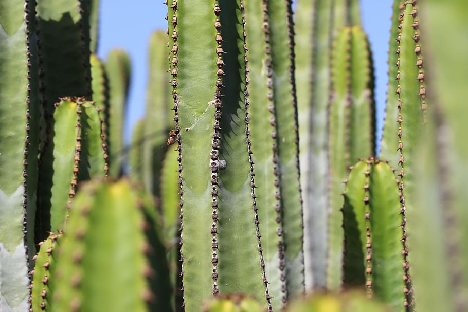 cactus, plant, spur, prickly, green, sea, thorns, nature, flora HD wallpaper