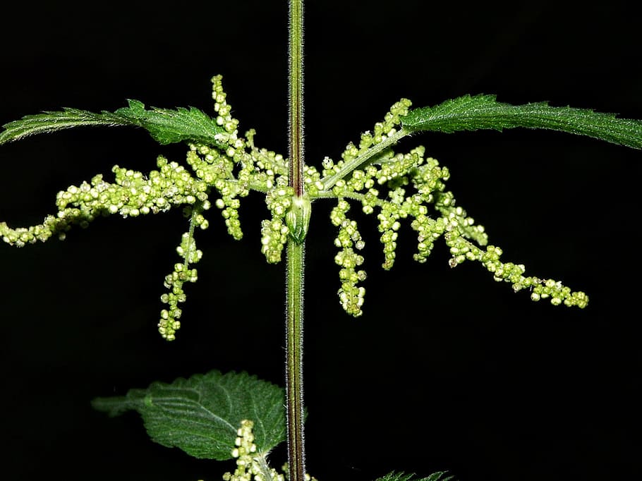 flowers, minolta a-1, experiment, plant, nature, night, green color HD wallpaper