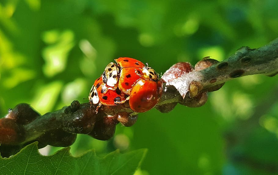ladybug, ladybird, lady beetle, harlequin, insect, nature, close up, HD wallpaper