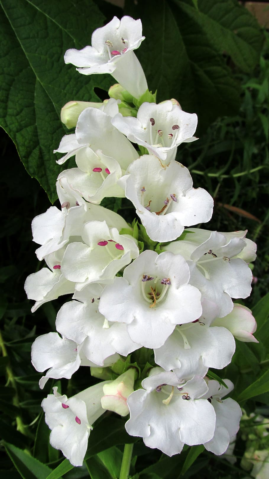 flower, stem, white, bloom, flowering plant, beauty in nature HD wallpaper