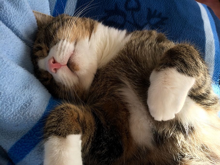 cat, pet, sleep, young cat, animal, mackerel, paw, domestic cat HD wallpaper
