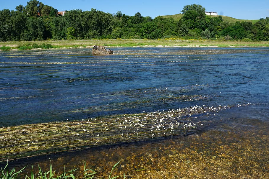 Danube, River, Water, Nature, Germany, flowers, riedlingen HD wallpaper
