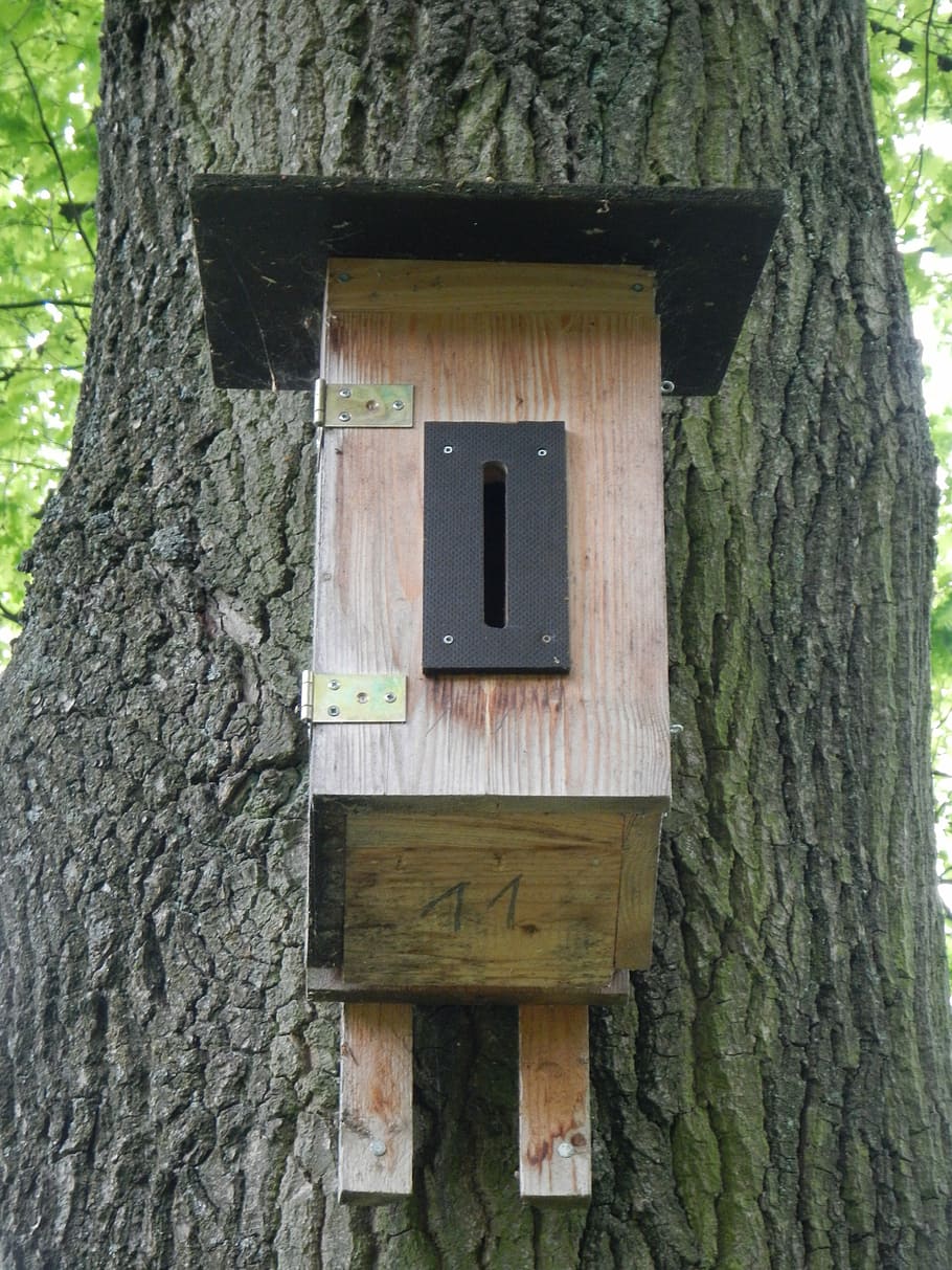 nesting box, aviary, bird feeder, tree, nesting place, tree trunk, HD wallpaper